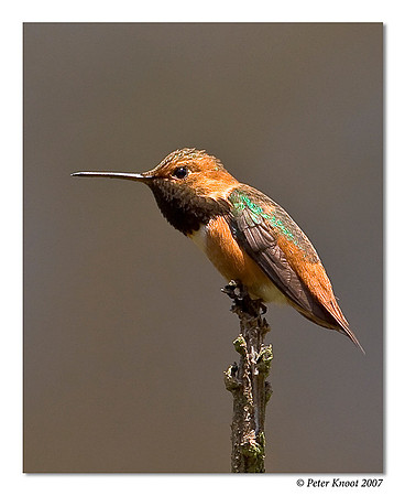 Allen's Hummingbird