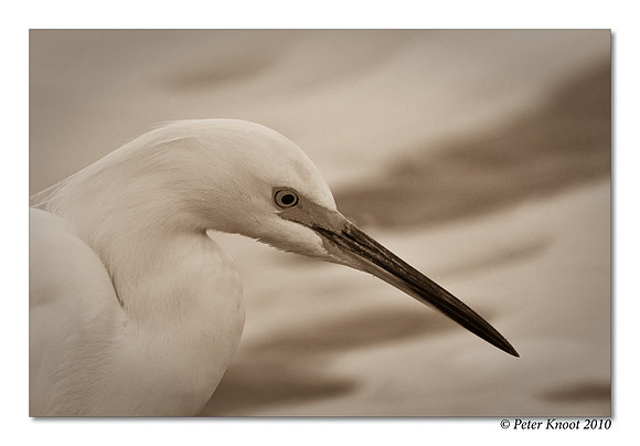 Snowy Egret