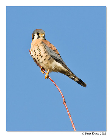American Kestrel