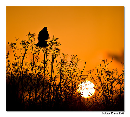 Red-winged Blackbird