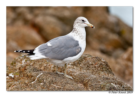California Gull