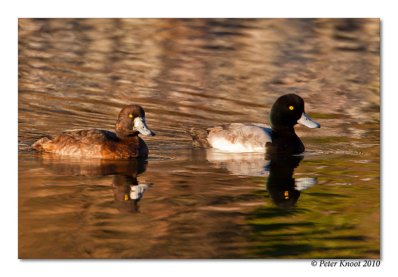 Greater Scaup