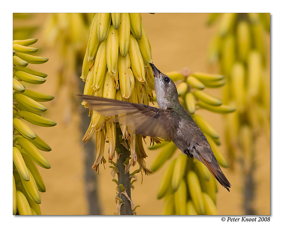 Ruby Topaz Hummingbird