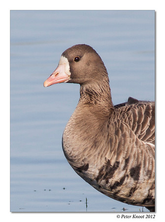 Greater White-fronted Goose