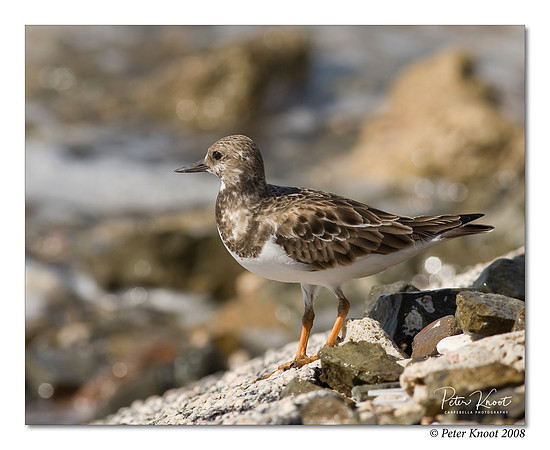 Ruddy Turnstone