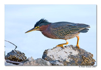 Green Heron