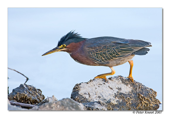Green Heron
