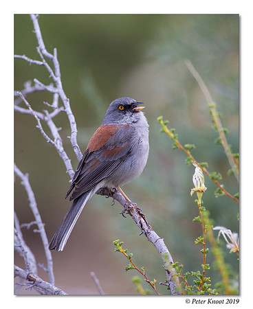 Yellow-eyed Junco
