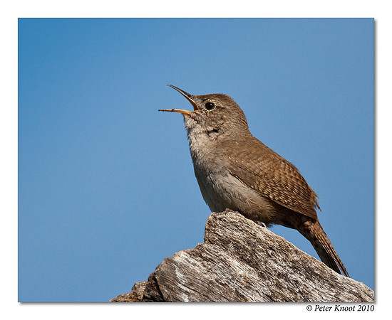 House Wren