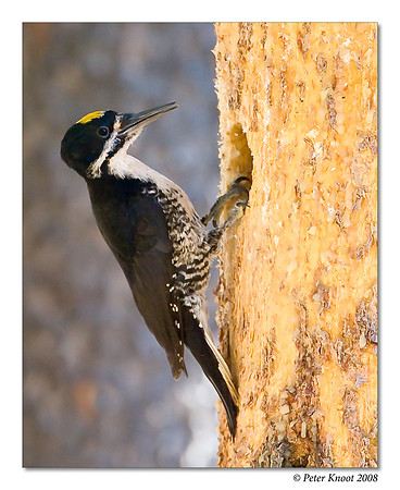 Black-backed Woodpecker