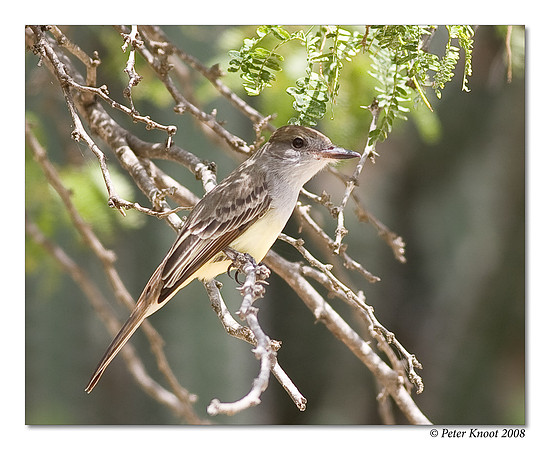 Great Crested Flycatcher