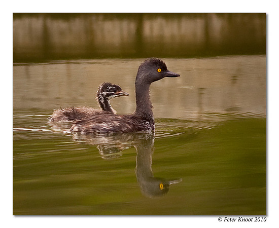 Least Grebe