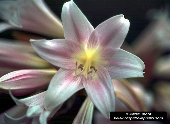 Lily