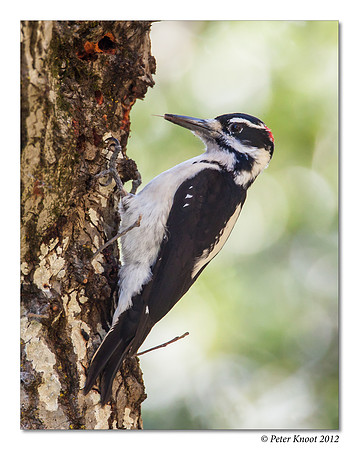 Hairy Woodpecker