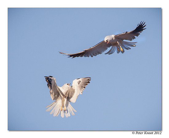 White-tailed Kite
