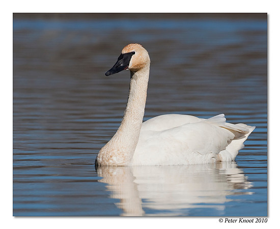 Trumpeter Swan