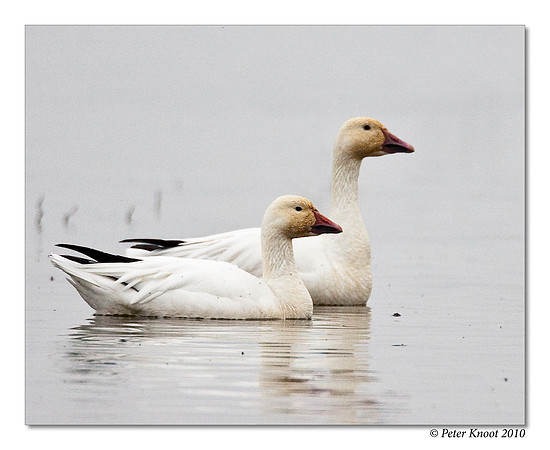 Snow Goose
