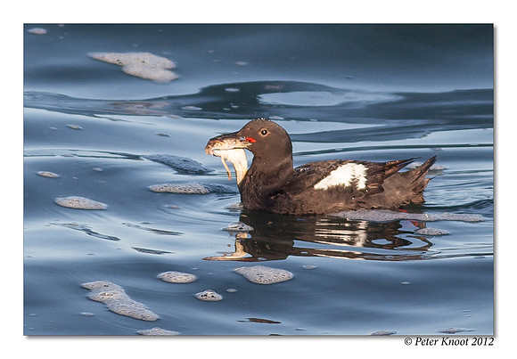 Pigeon Guillemot
