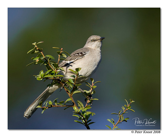 Northern Mockingbird
