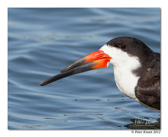 Black Skimmer