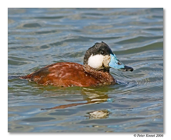 peter_ruddy_duck_1