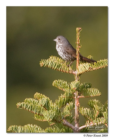 Fox Sparrow