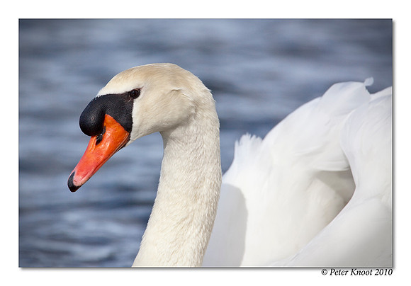 Mute Swan