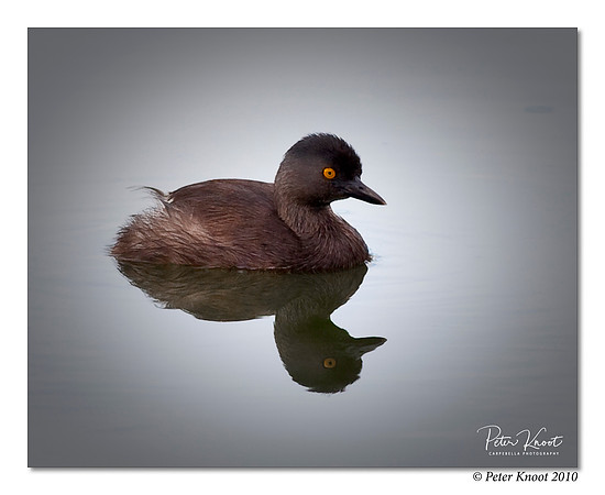 Least Grebe