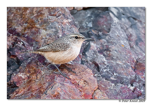 Rock Wren