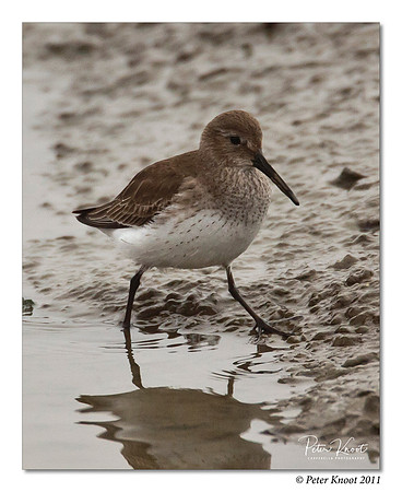 Dunlin