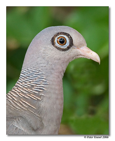 Bare-eyed Pigeon