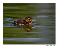 Mallard