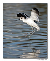 American Avocet