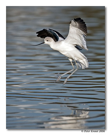 American Avocet