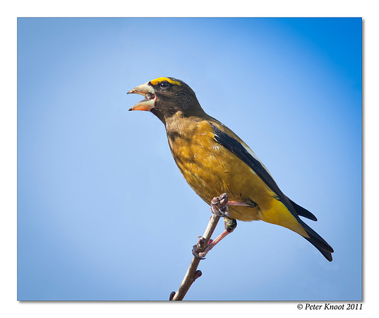 Evening Grosbeak