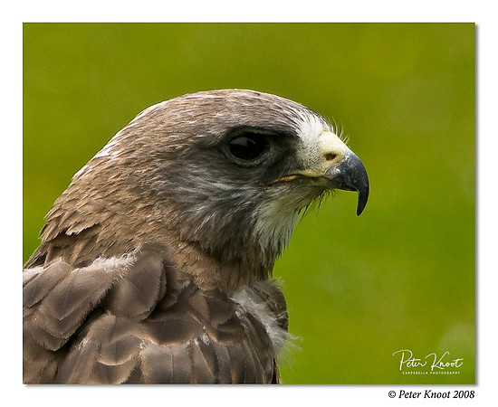 Swainson's Hawk