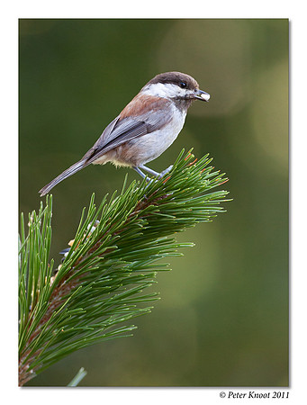 Chestnut-backed Chickadee