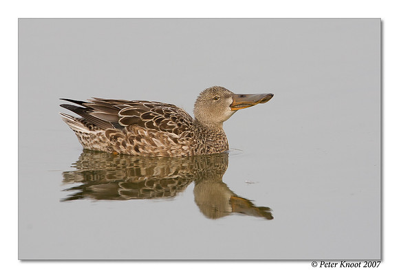 Northern Shoveler