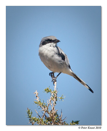 Loggerhead Shrike