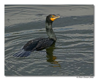 Double-crested Cormorant