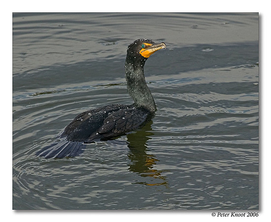 Double-crested Cormorant
