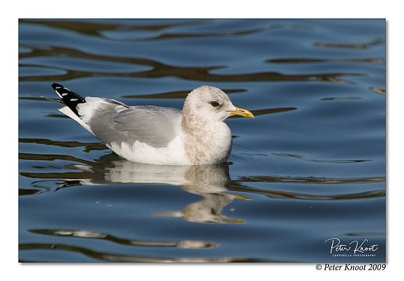 Mew Gull