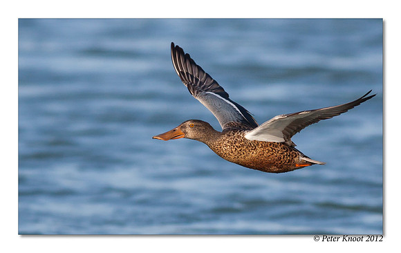 Northern Shoveler