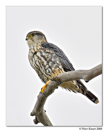 Merlin