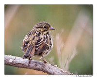 Lincoln Sparrow