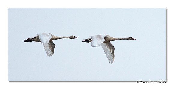 Tundra Swan