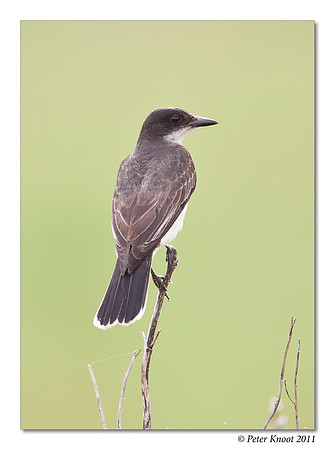 Eastern Kingbird