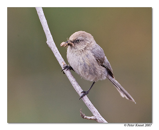 Bushtit