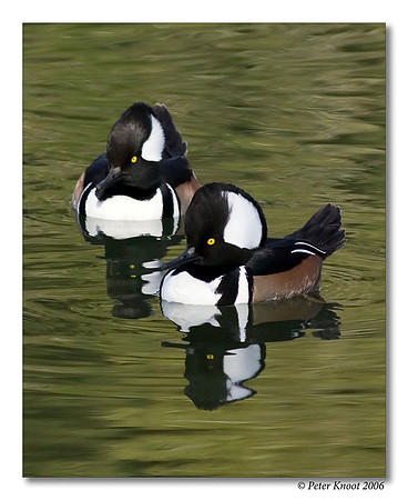 peter_hooded_merganser_8