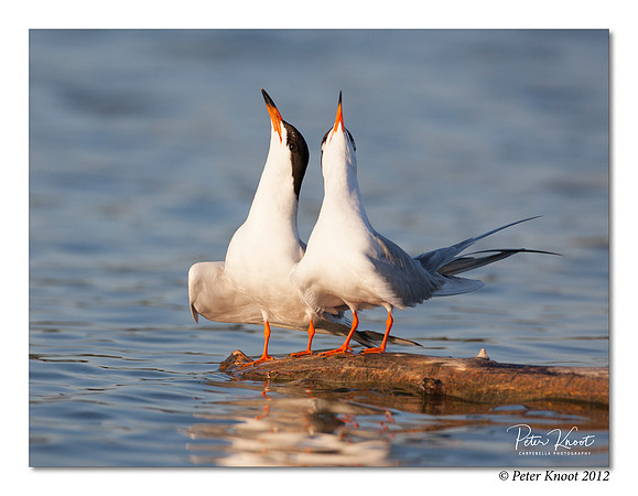 Forster's Tern
